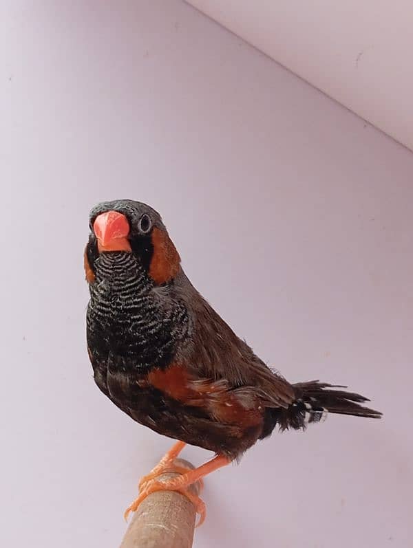 Mutation Finch breeder pair available 1