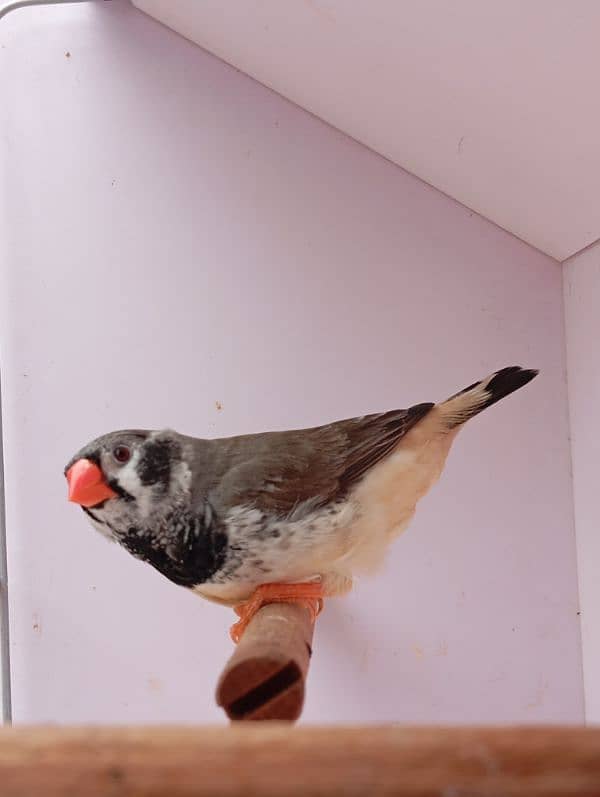 Mutation Finch breeder pair available 3