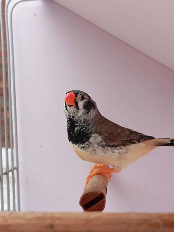 Mutation Finch breeder pair available 4