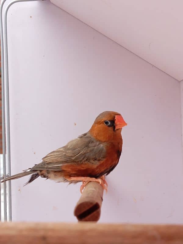 Mutation Finch breeder pair available 6