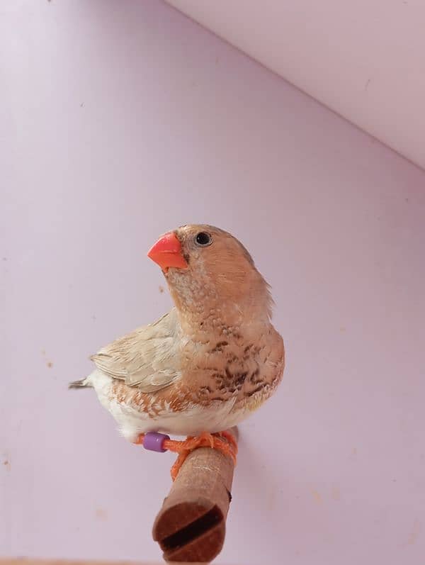 Mutation Finch breeder pair available 7