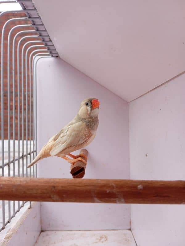 Mutation Finch breeder pair available 8