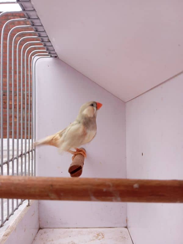 Mutation Finch breeder pair available 12