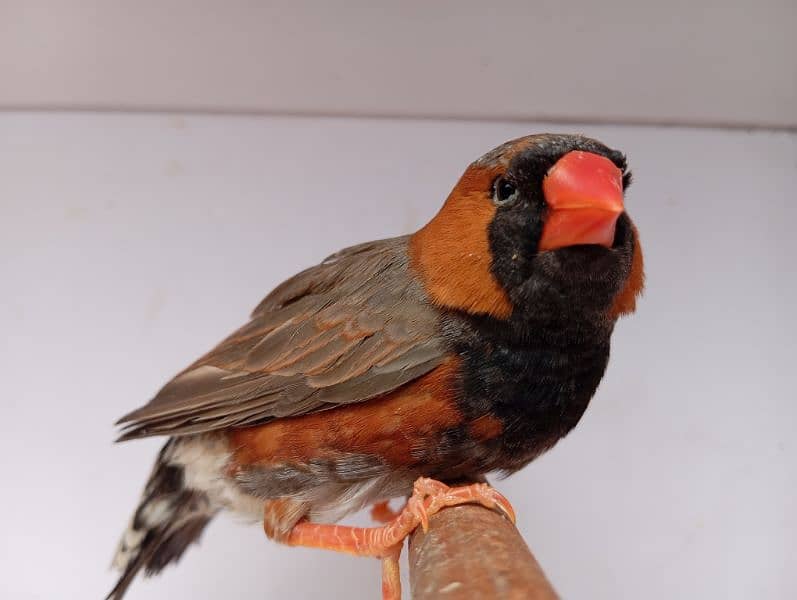 Mutation Finch breeder pair available 13