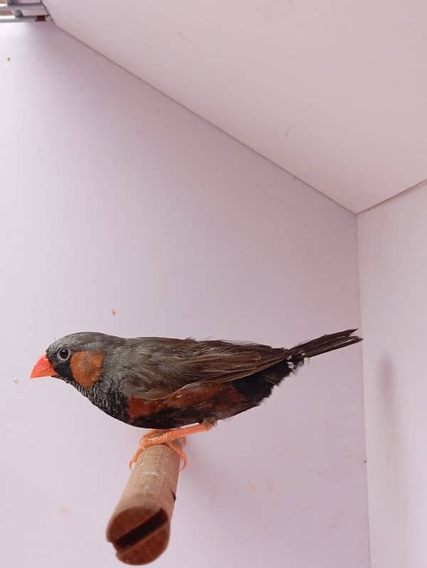 Mutation Finch breeder pair available 16