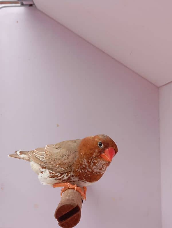 Mutation Finch breeder pair available 17