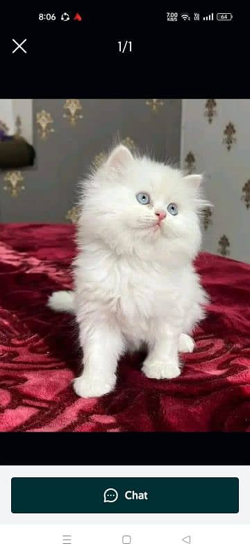 Persian cat My WhatsApp number 03430693417 for sale 0