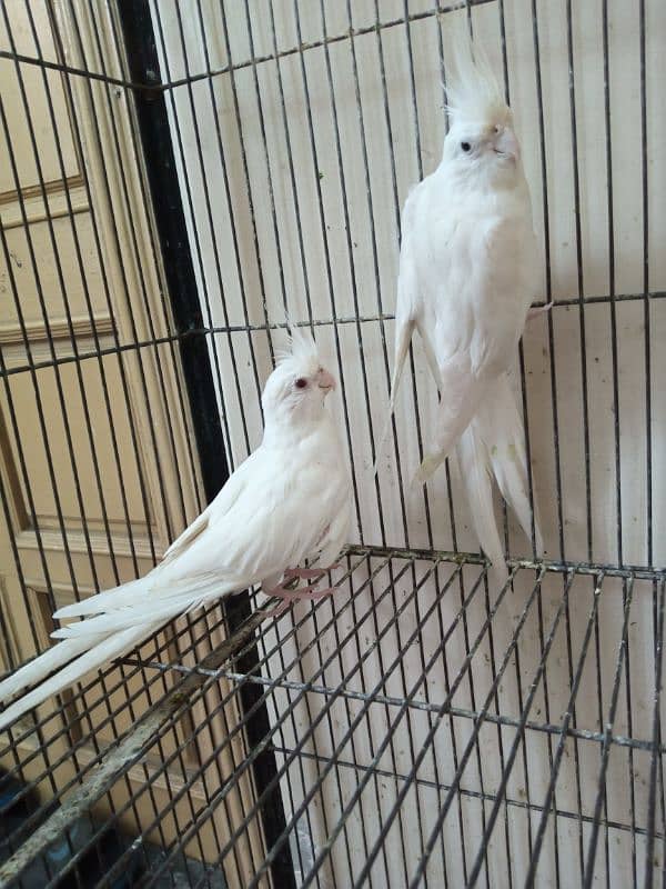 cockatiel  pair 1