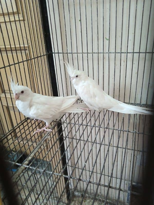 cockatiel  pair 3