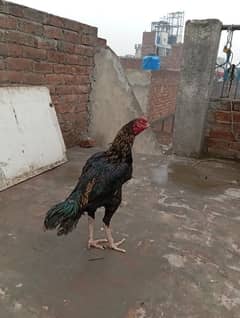 rooster for sale