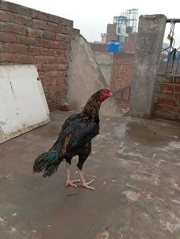 rooster for sale 0