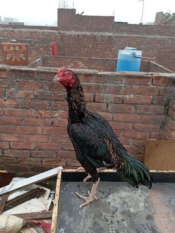 rooster for sale 1