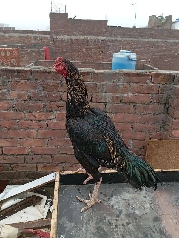 rooster for sale 2