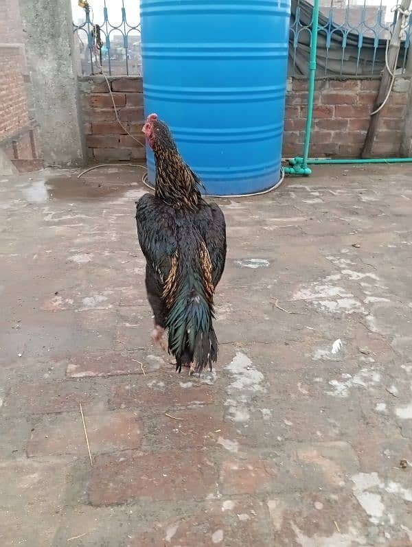 rooster for sale 3