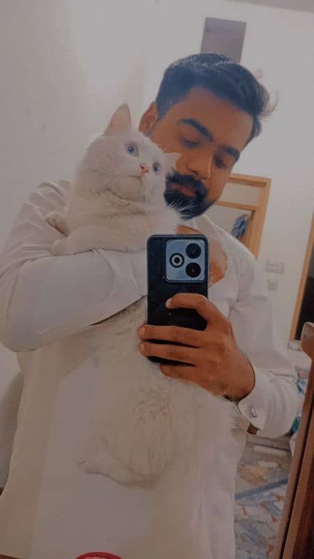 white Persian 2