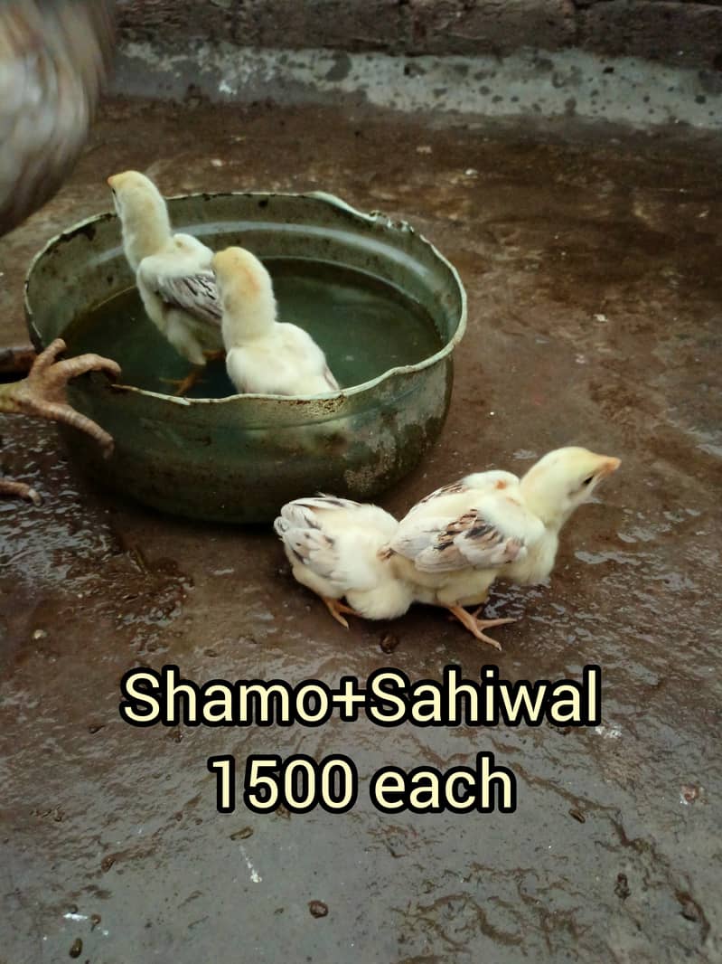 Aseel murgi aur chicks 3