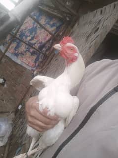 Pure aseel breed 1 male 2 female