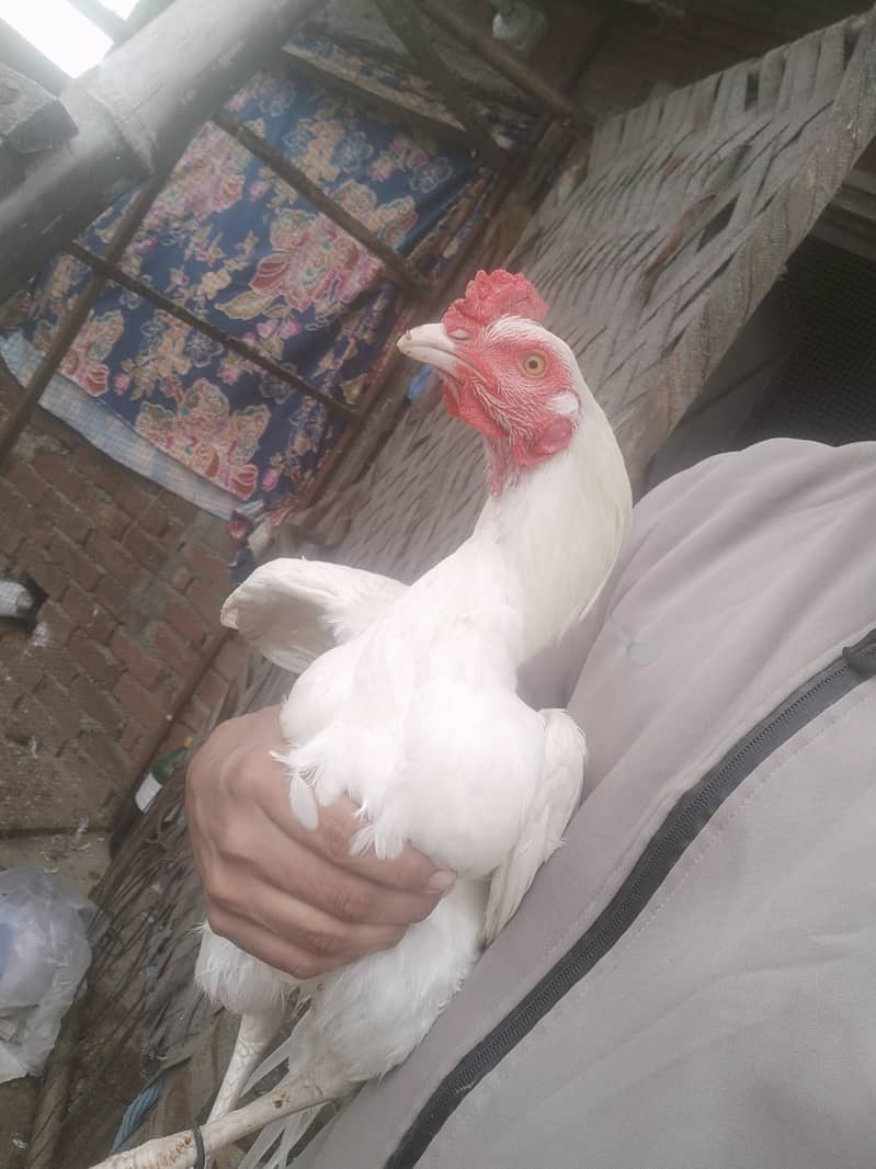 Pure aseel breed 1 male 2 female 0