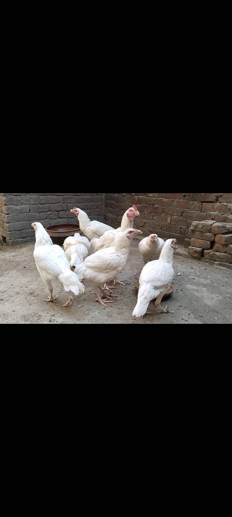 Pure aseel breed 1 male 2 female 1