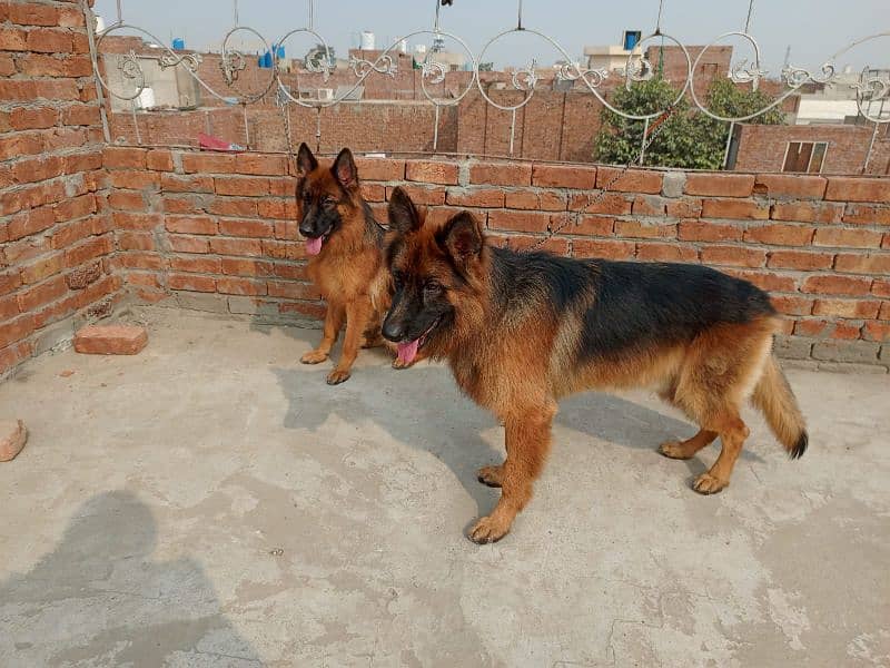 German Shepherd Pair Long Coat Pedigree (1st Gen) Green 0