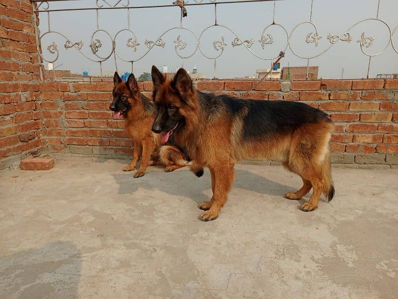 German Shepherd Pair Long Coat Pedigree (1st Gen) Green 1