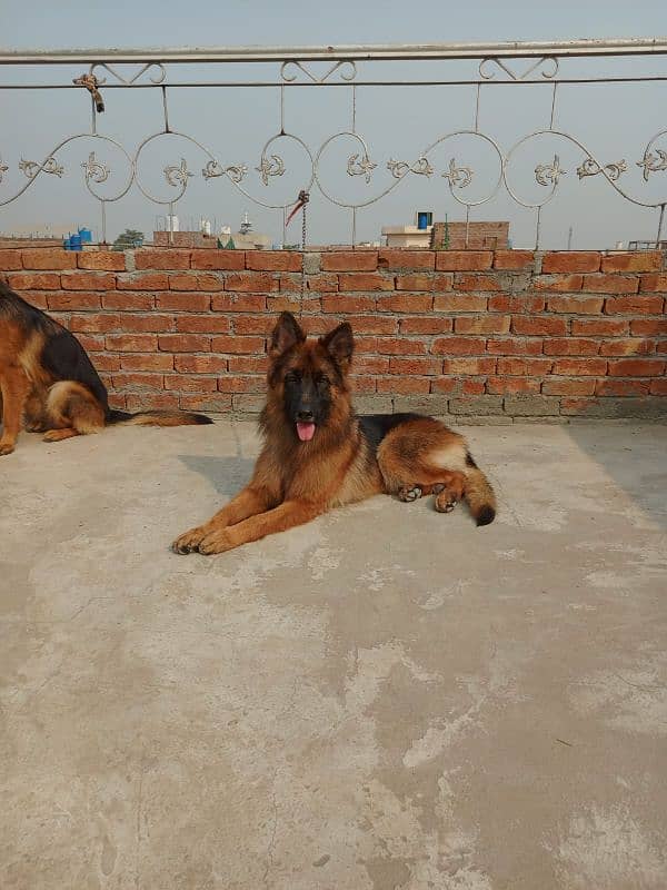 German Shepherd Pair Long Coat Pedigree (1st Gen) Green 2