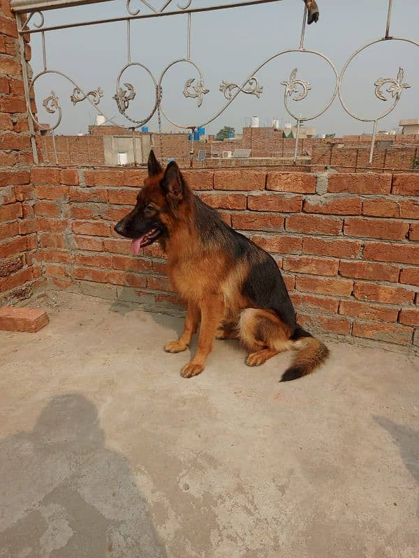 German Shepherd Pair Long Coat Pedigree (1st Gen) Green 3