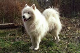 Russion pink nose samoyed dog