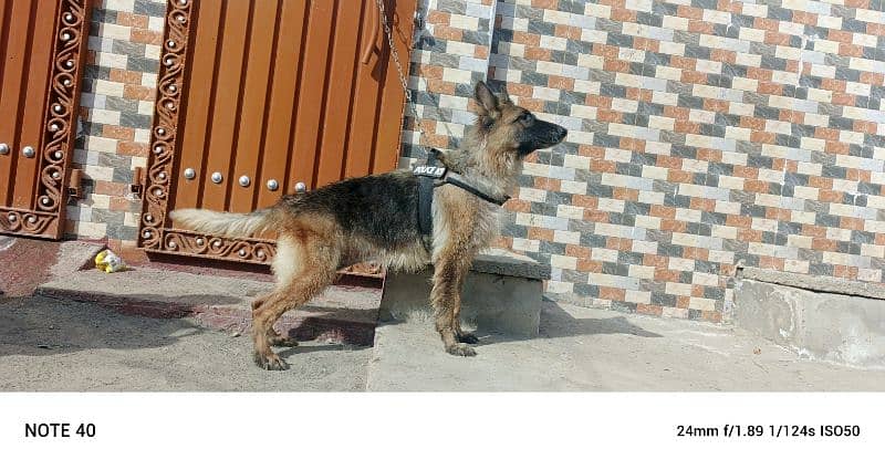 German Shepherd females available age 6 year 0