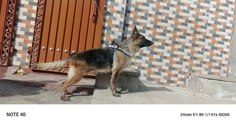 German Shepherd females available age 6 year 3