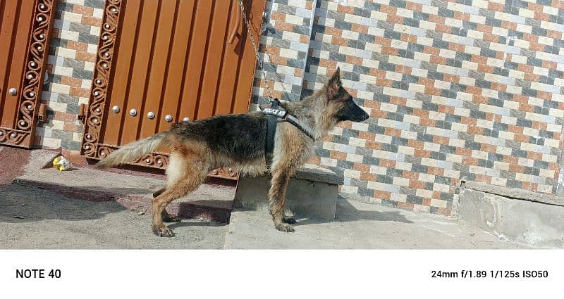 German Shepherd females available age 6 year 4