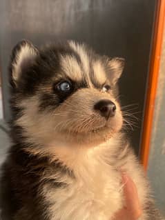 siberian Huskey,with odd eye, pure huskey