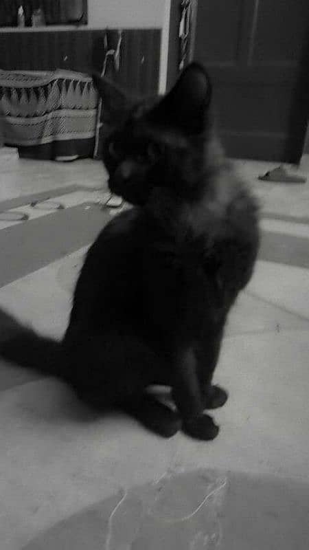 BLACK PERSIAN CAT URGENT SALE 0