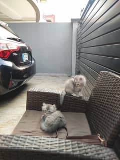 Playful persian kittens