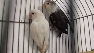 lovebirds pairs available