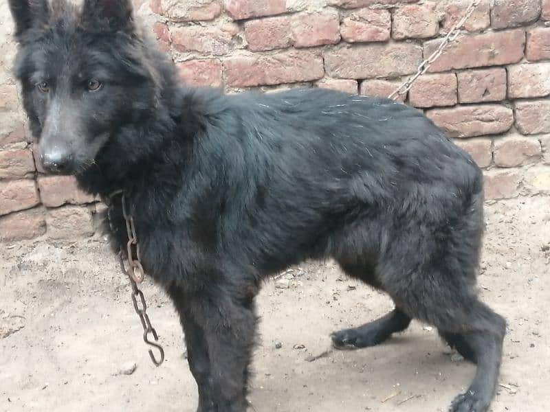 German shepherd long coat female 2