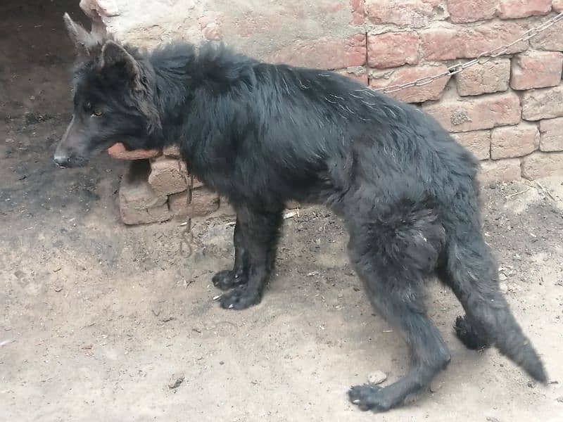 German shepherd long coat female 3