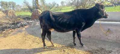 Cow for sale