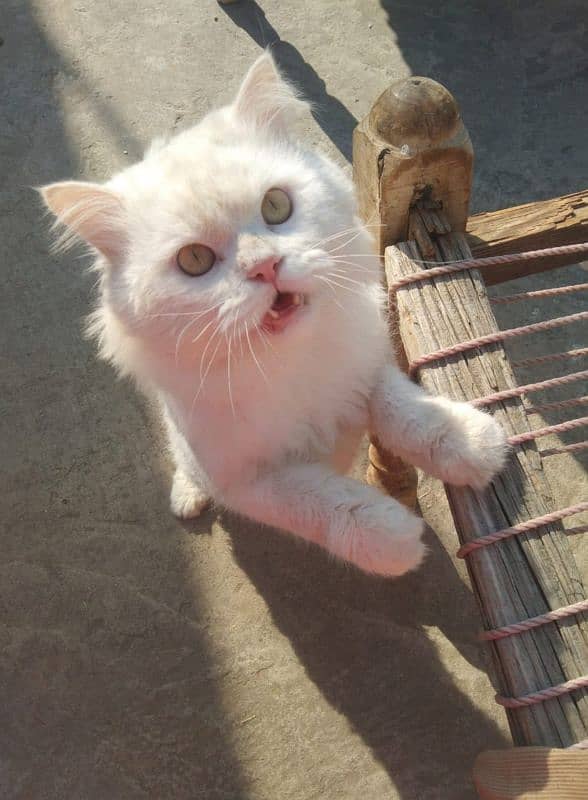 Male cat for sale 4