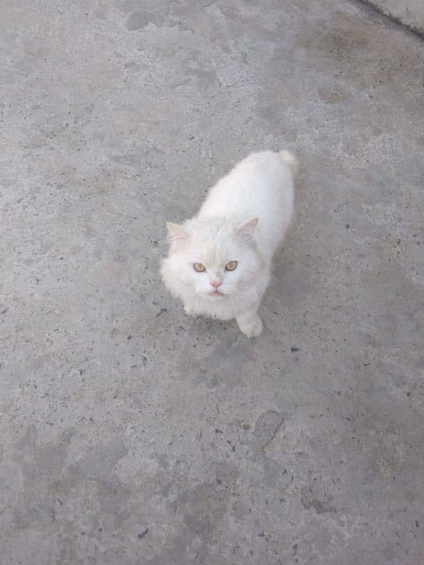 Male cat for sale 5