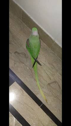 raw green parrot female