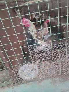 hens for sale