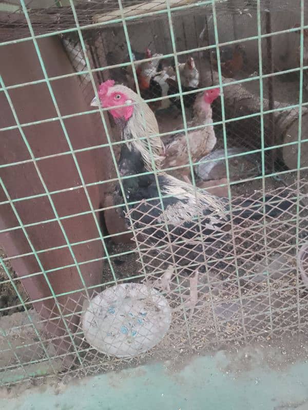 hens for sale 0