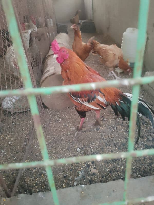 hens for sale 1