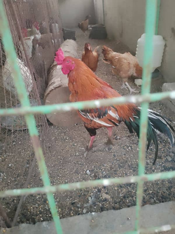 hens for sale 2