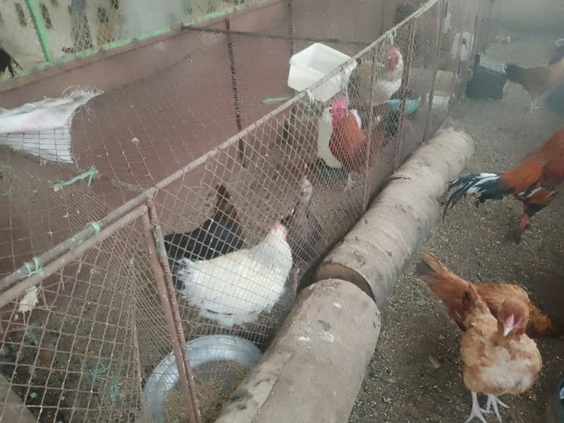 hens for sale 3