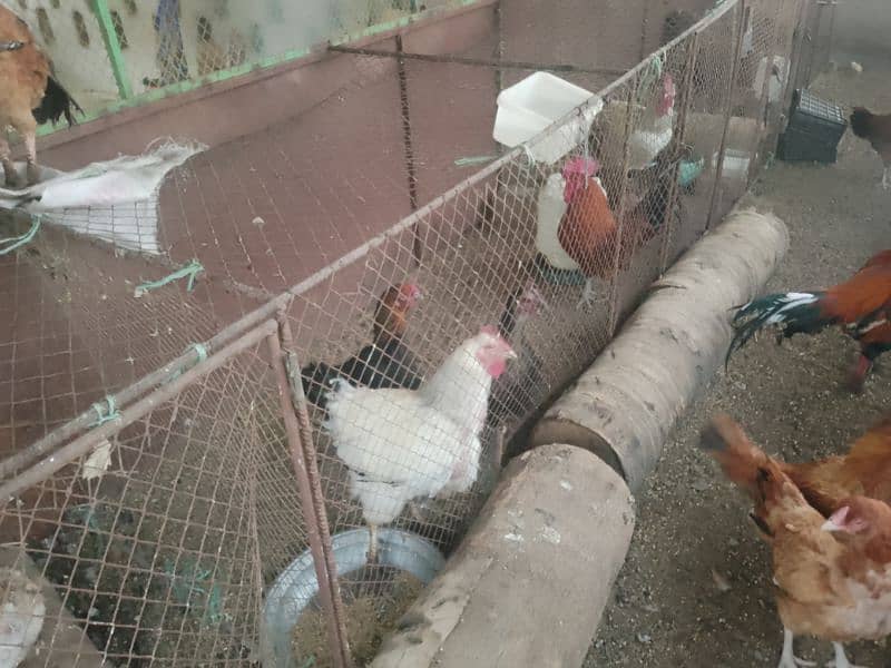 hens for sale 4