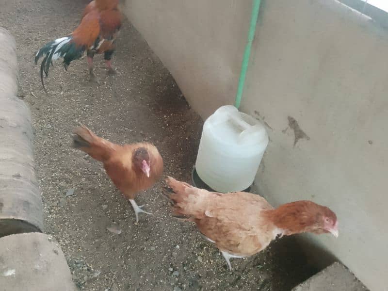 hens for sale 6