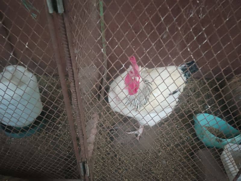 hens for sale 7