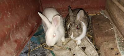 A pair of Rabbits